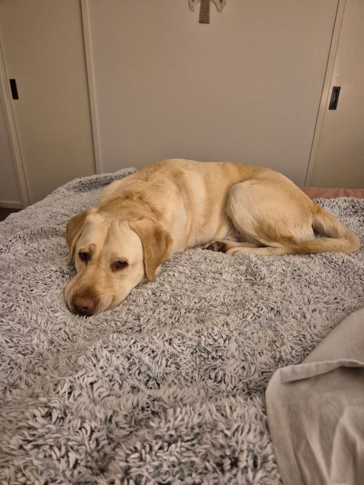 Sleeping Alby